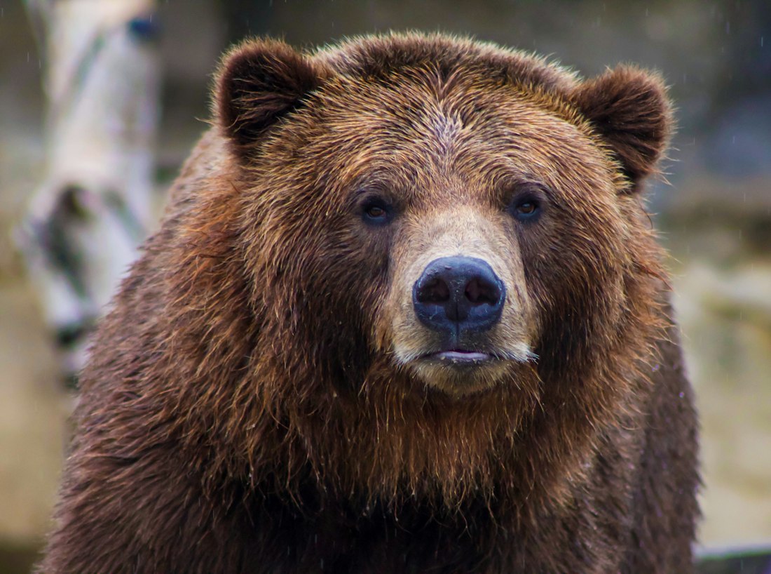 Brown Bear