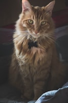 A fluffy, long-haired orange tabby cat with piercing green eyes sits gracefully, sporting a black collar with a star-shaped tag. The lighting emphasizes the cat's fur texture, creating a warm and cozy atmosphere.