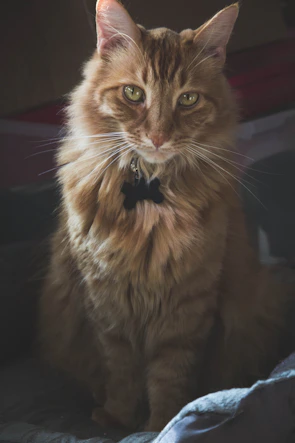 A playful cat modeling a colorful artisan scarf indoors with soft lighting