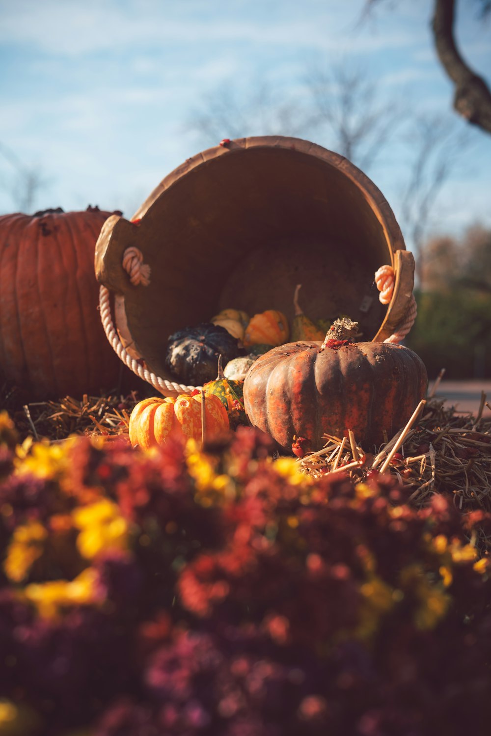 tipped brown wooden bucket of pumpkins on grass