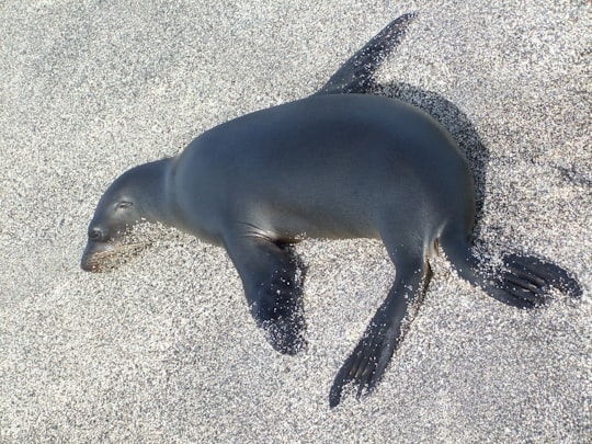 sea lion on seashore in Galapagos Islands Ecuador