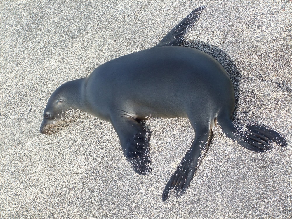 sea lion on seashore