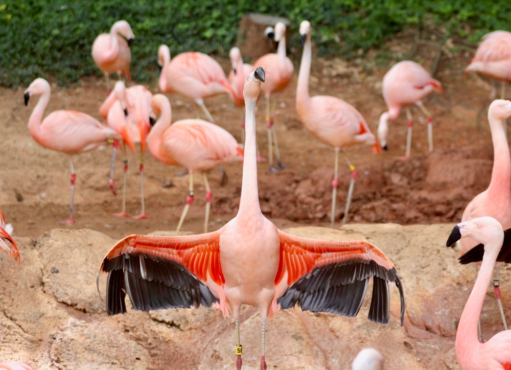 flamingo birds