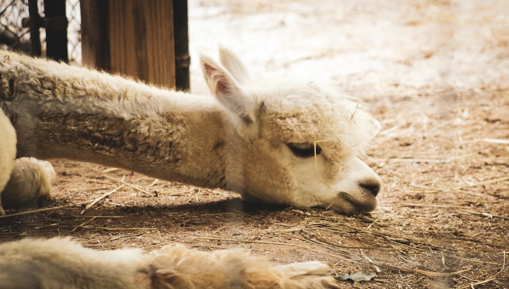 brown llama lying on brown soil