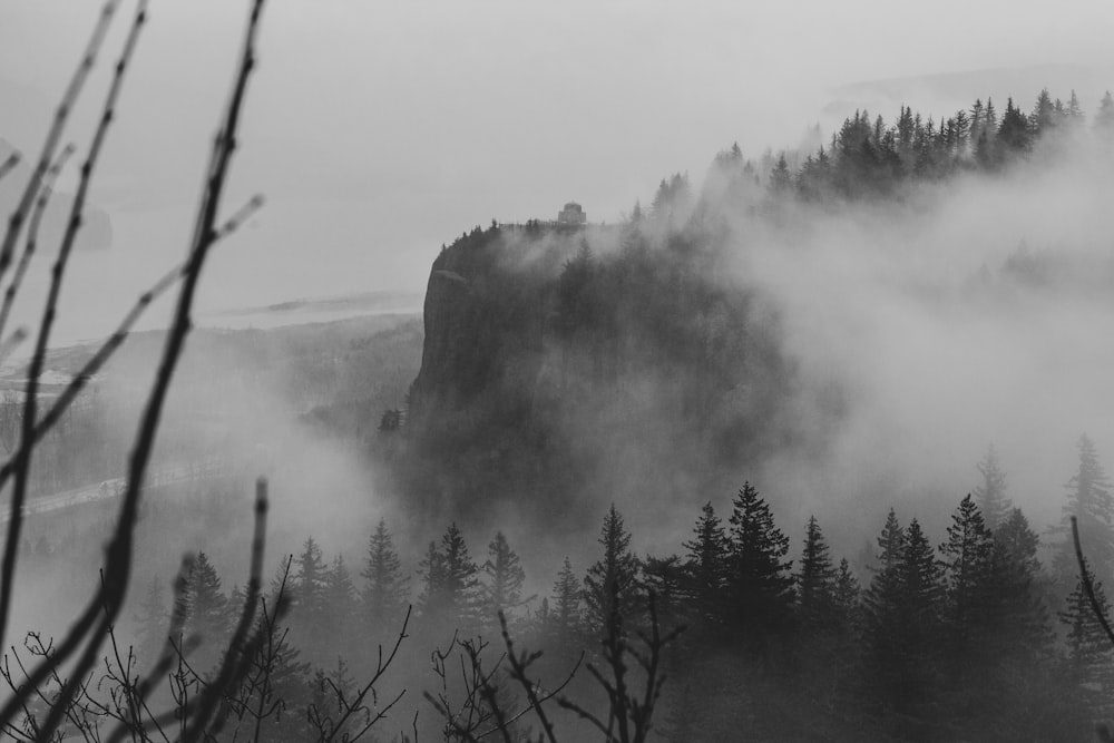 trees near mountain