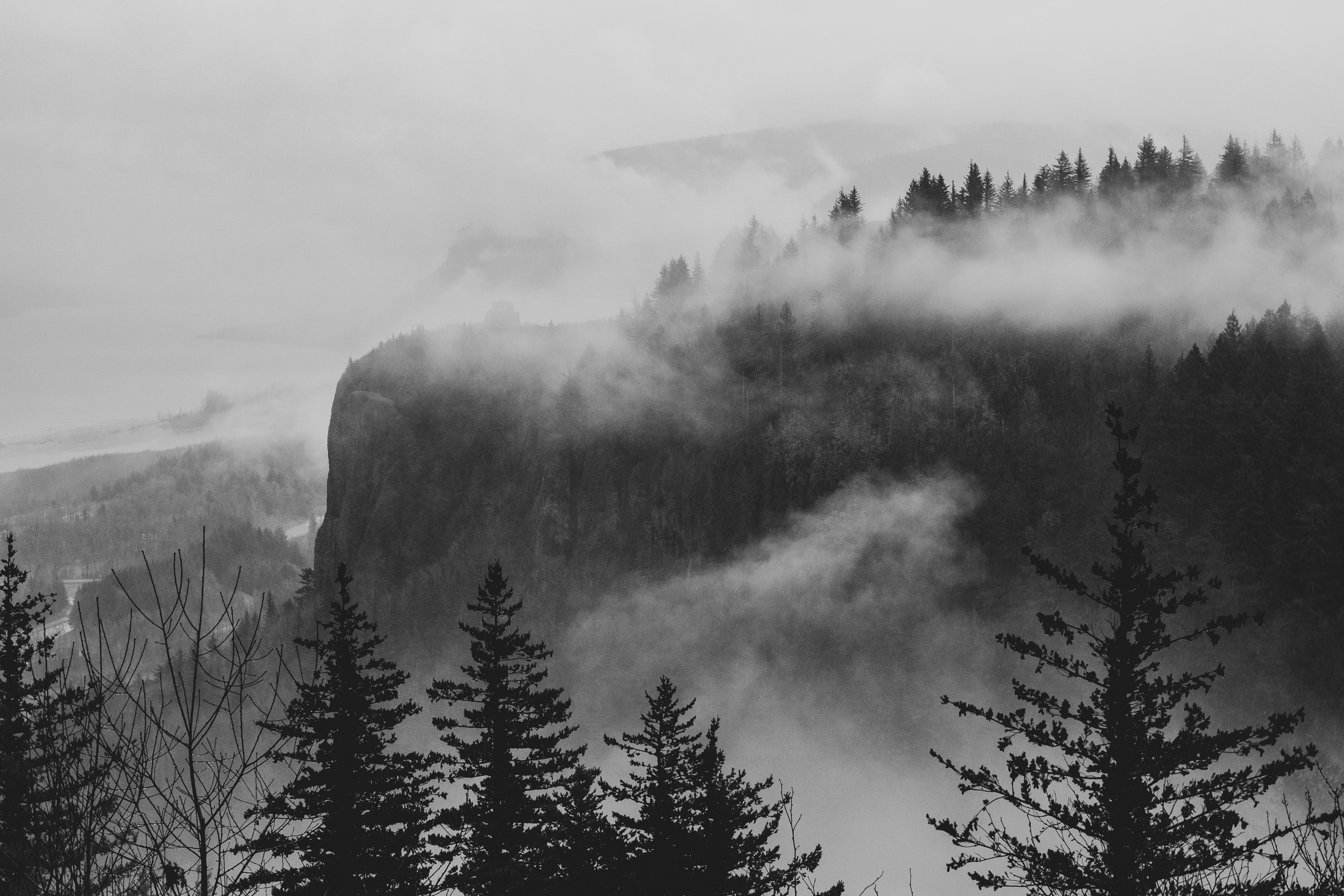 trees near mountain