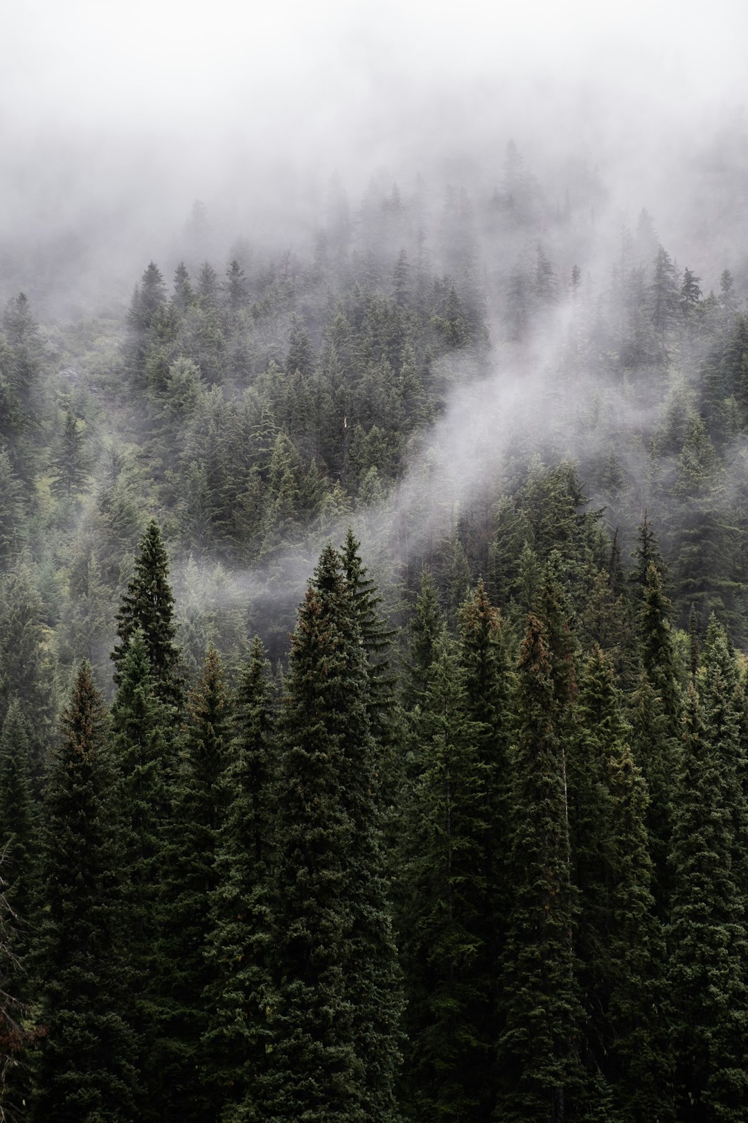 travelers stories about Spruce-fir forest in Manning Park, Canada