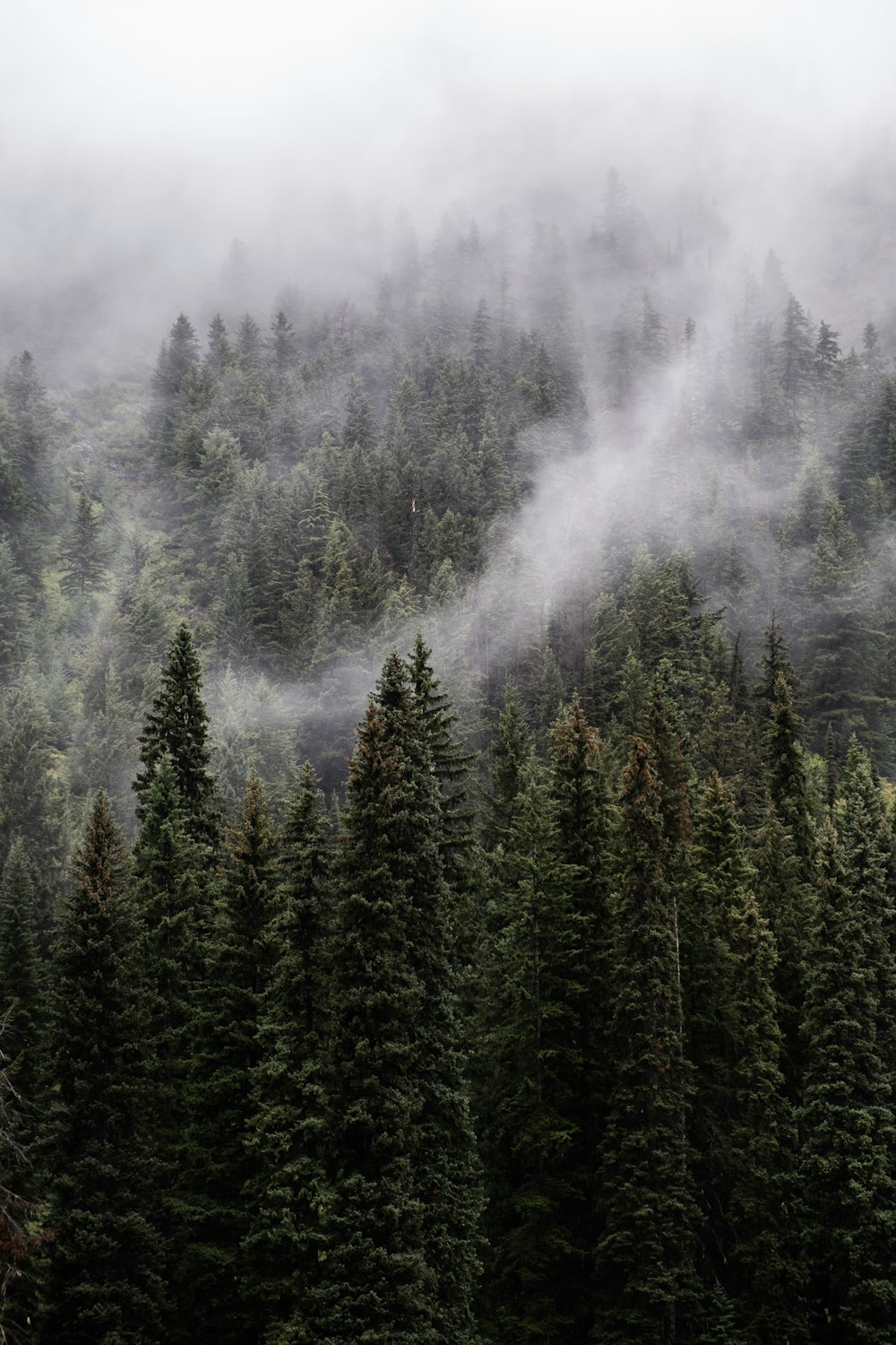 pine trees at daytime