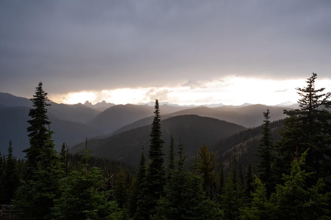 trees on mountain