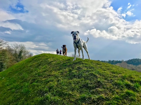 A grassy hilltop is the focal point of the scene, where three dogs are playfully standing and looking towards the camera. In the background, two people are visible, slightly out of focus, walking along the grassy path. The sky is partly cloudy with varying shades of white and blue, casting a serene yet dynamic backdrop.