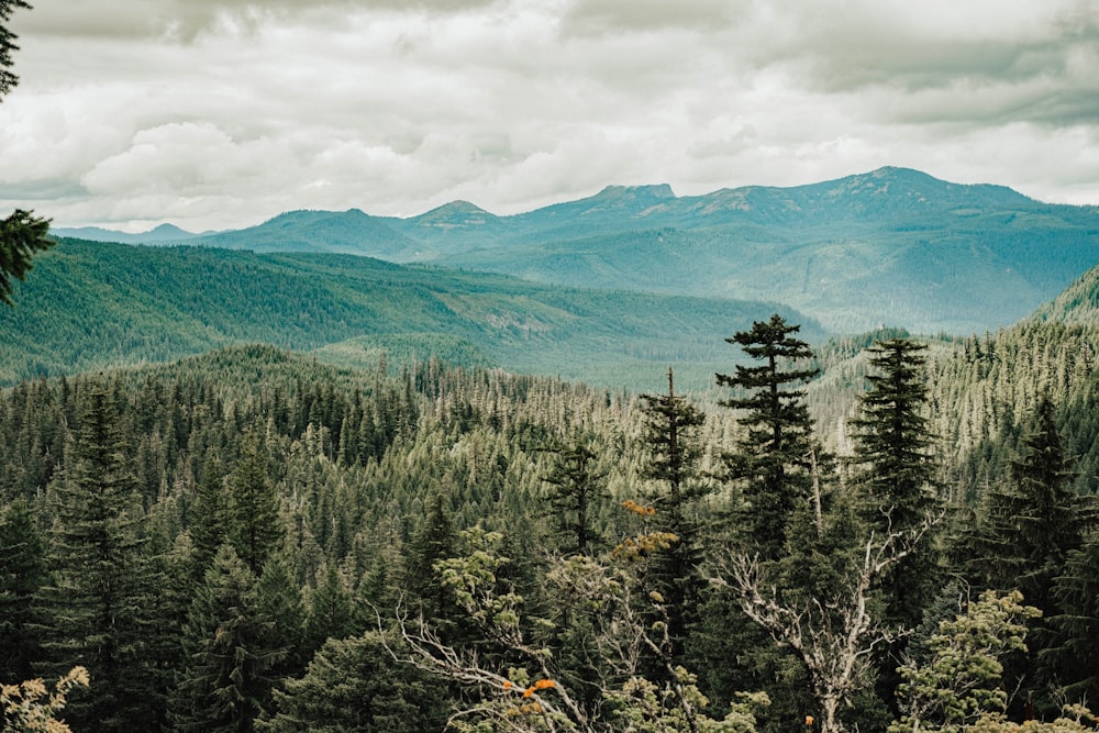 forest under white clouds