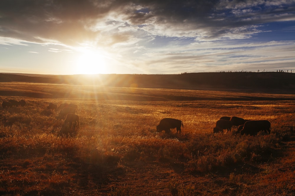 grass field at golden hour