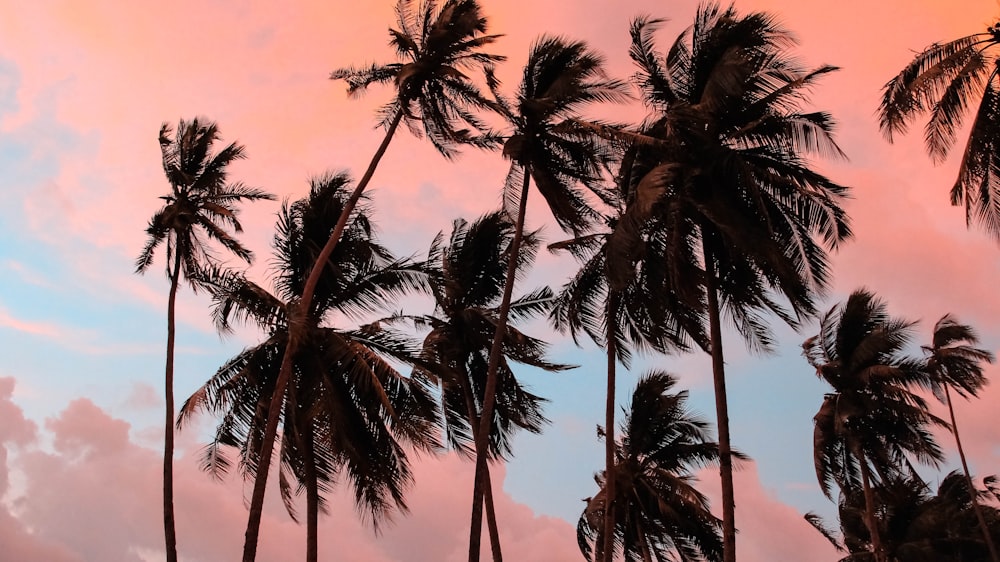 coconut trees under blue sky