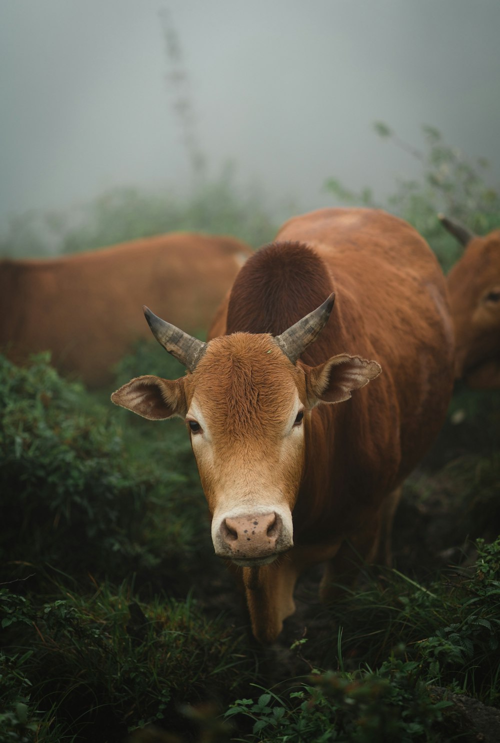 brown cattle standing on grass