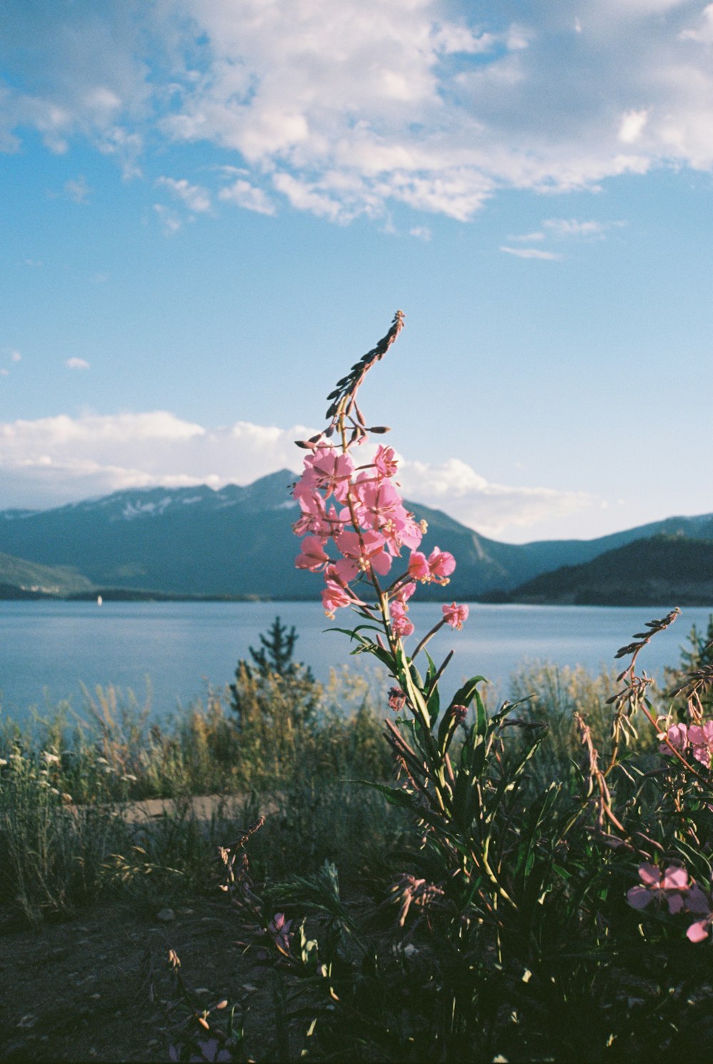 pink petaled flower