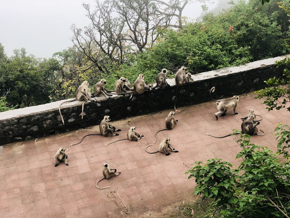 brown monkeys sitting near each other on pavement