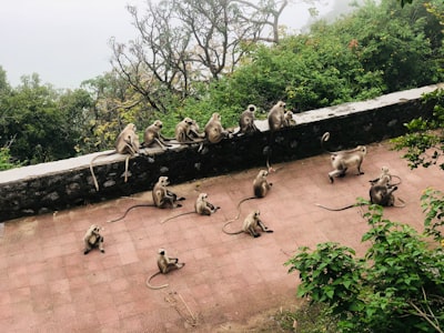 brown monkeys sitting near each other on pavement zoo teams background