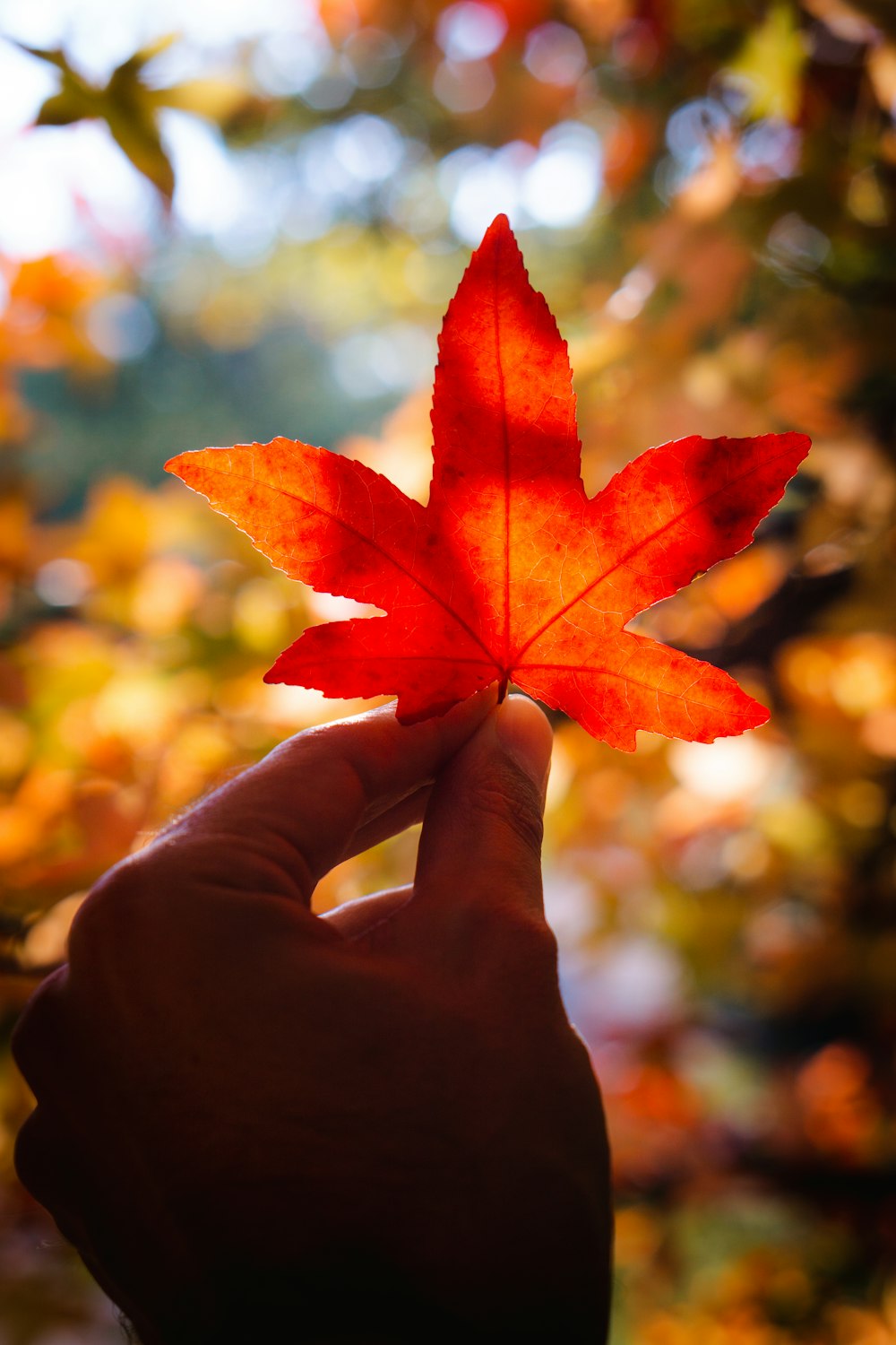 orange maple leaf