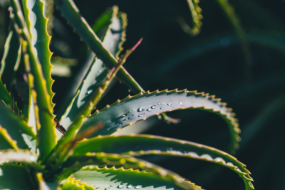 %name LAloe Vera