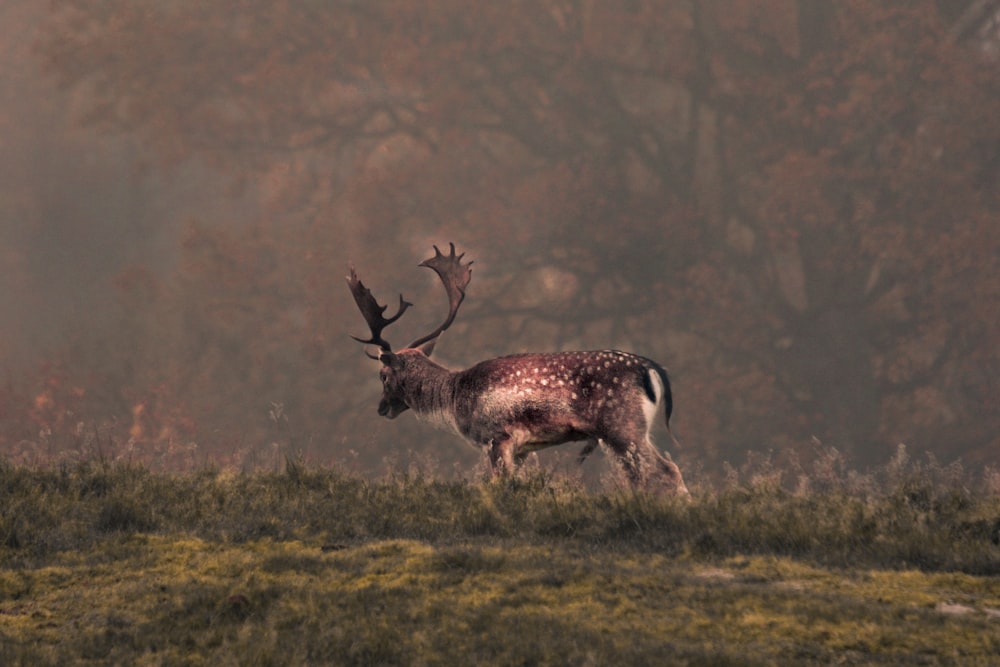 deer on grass field