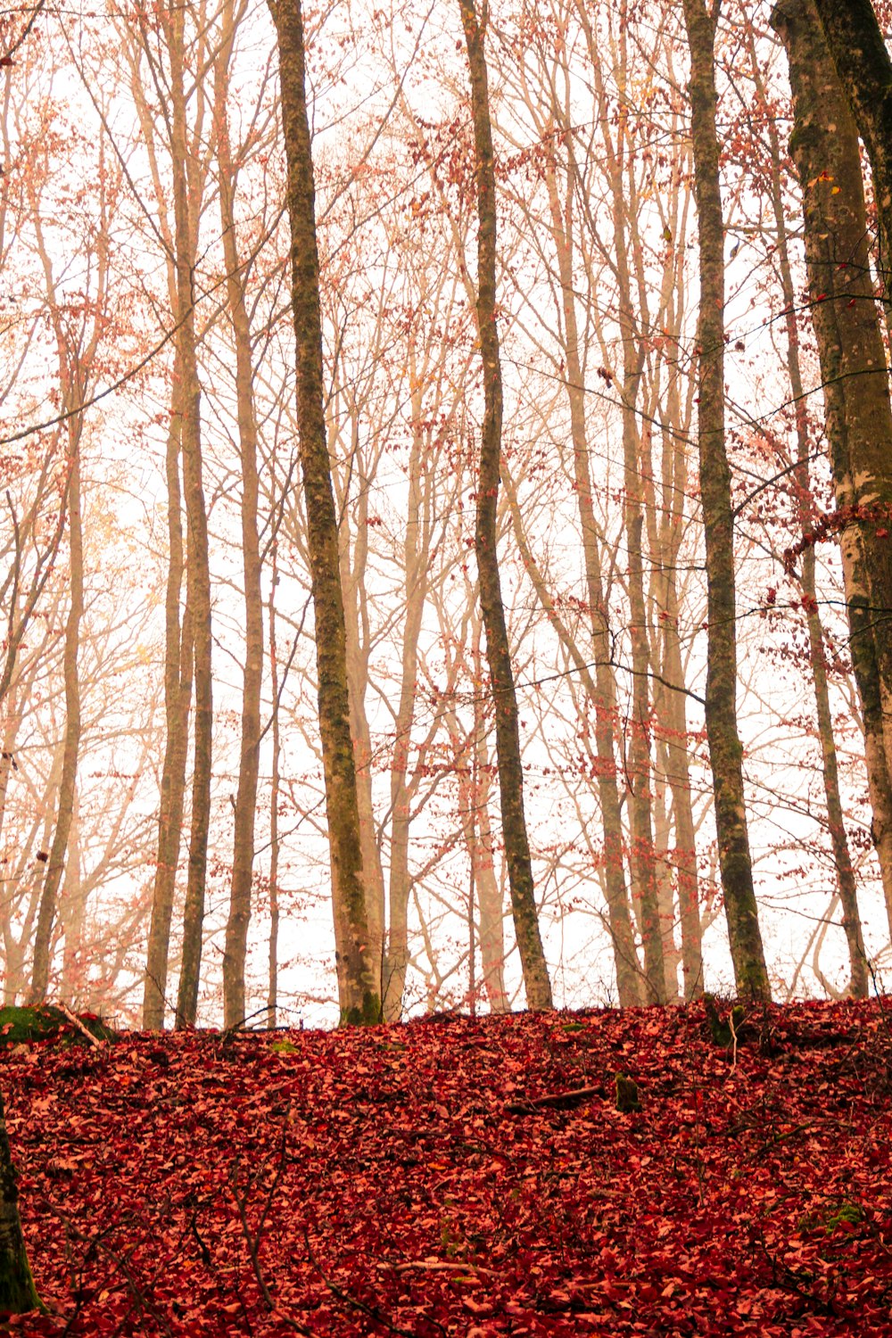 photo of bare trees