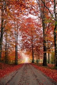 maple trees in forest