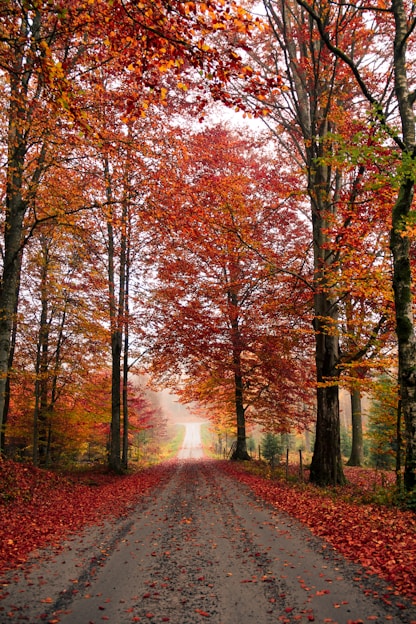 maple trees in forest