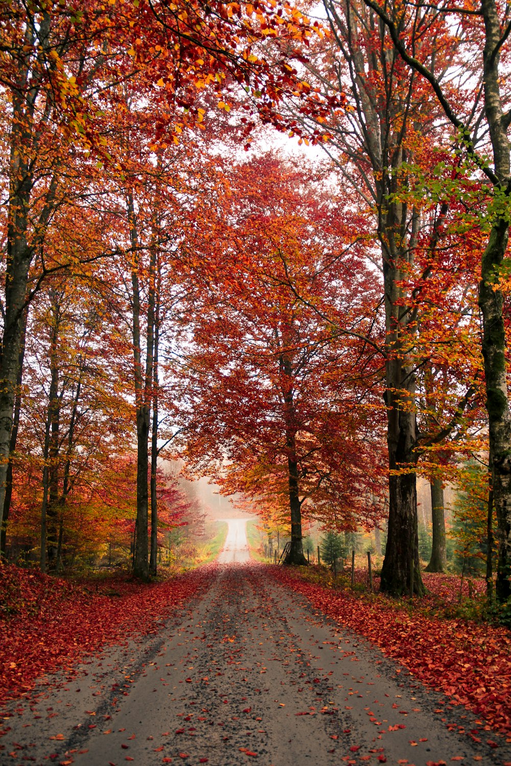 maple trees in forest