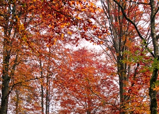 maple trees in forest