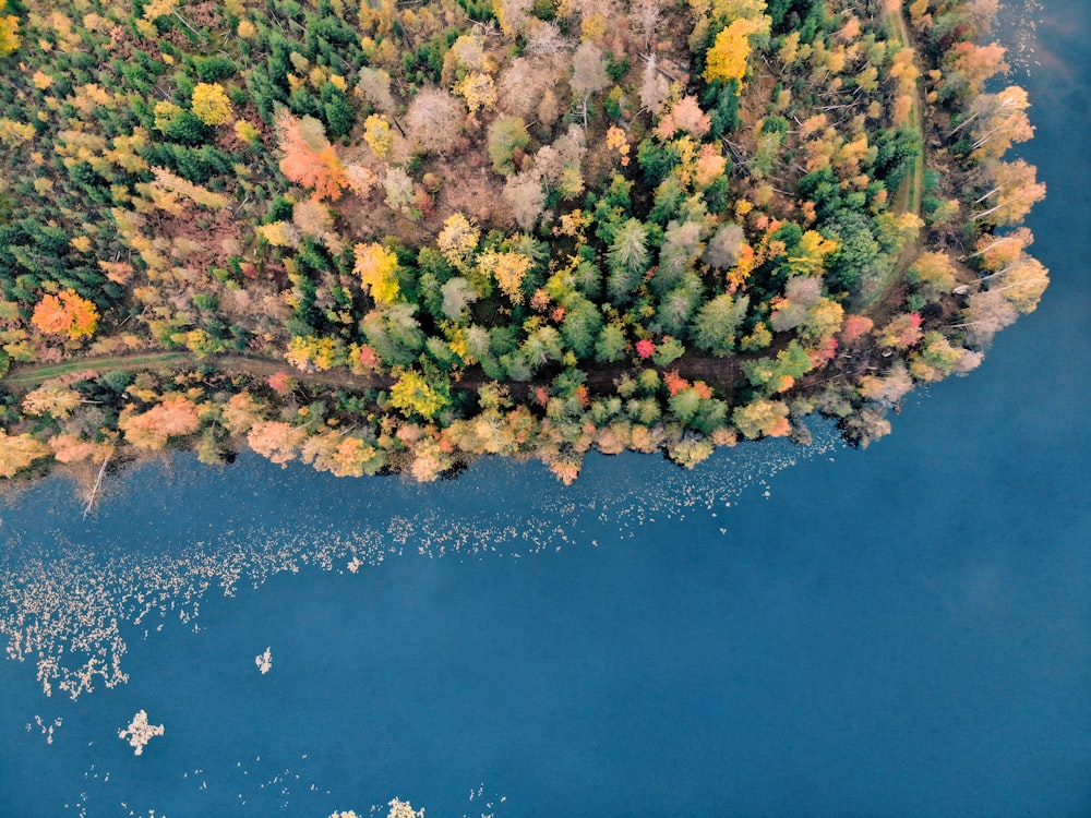 aerial view of trees