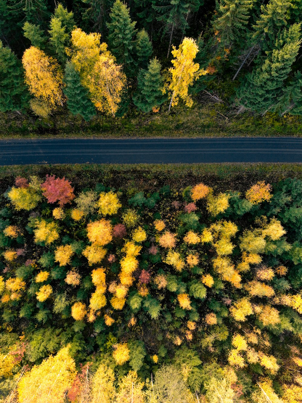 aerial photo of forest