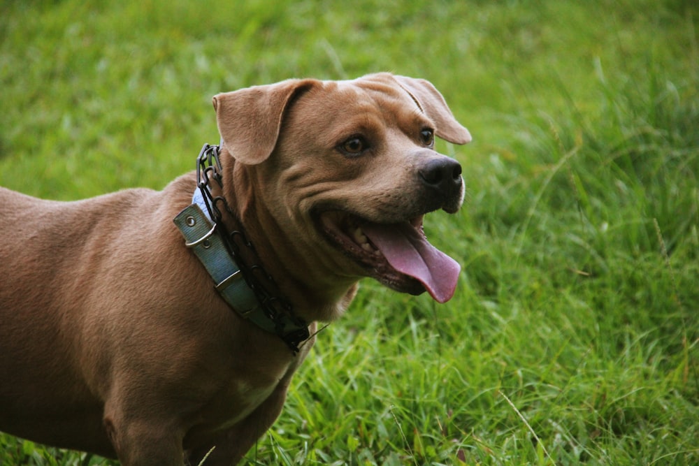 dog standing on grass