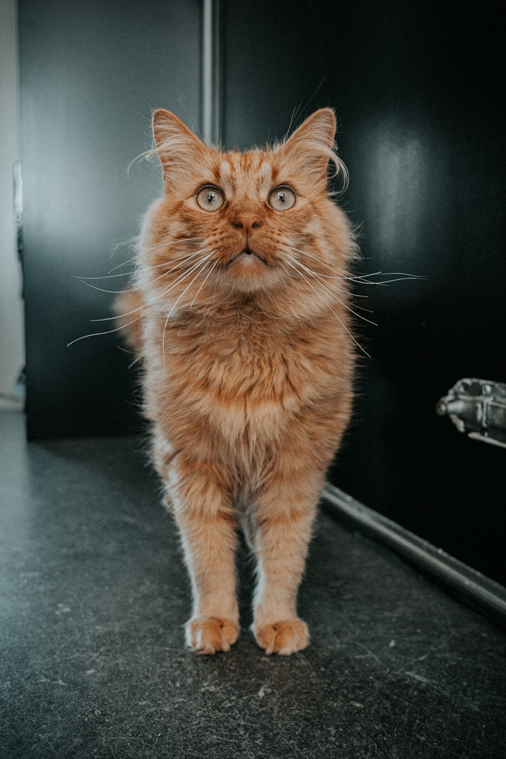 orange cat