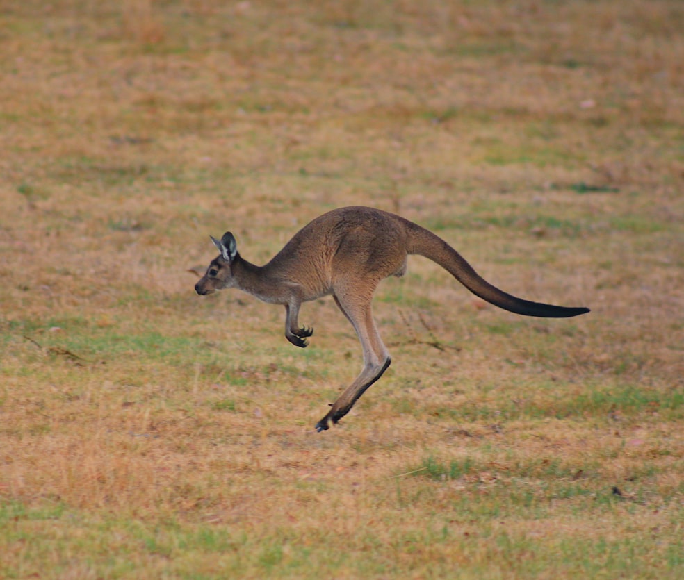 Physical characteristics kangaroos