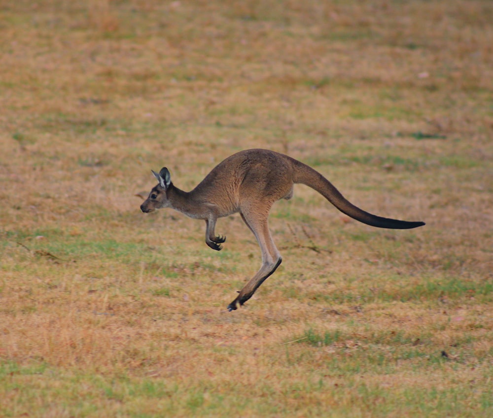 brown kangaroo jumping