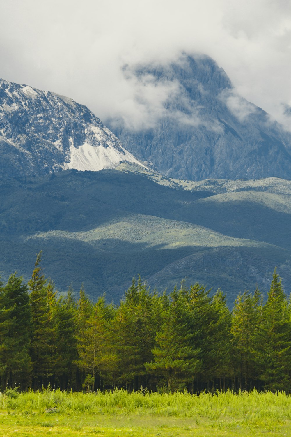 green pine trees near mountain at daytime