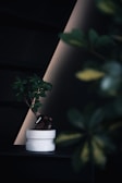 A small bonsai tree with lush green leaves sits in a sleek white ceramic pot. The background features a dark, minimalist setting with subtle diagonal lines and soft lighting. A portion of another plant or leafy structure is visible, adding depth and dimension to the composition.