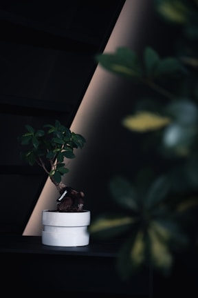 A small bonsai tree with lush green leaves sits in a sleek white ceramic pot. The background features a dark, minimalist setting with subtle diagonal lines and soft lighting. A portion of another plant or leafy structure is visible, adding depth and dimension to the composition.