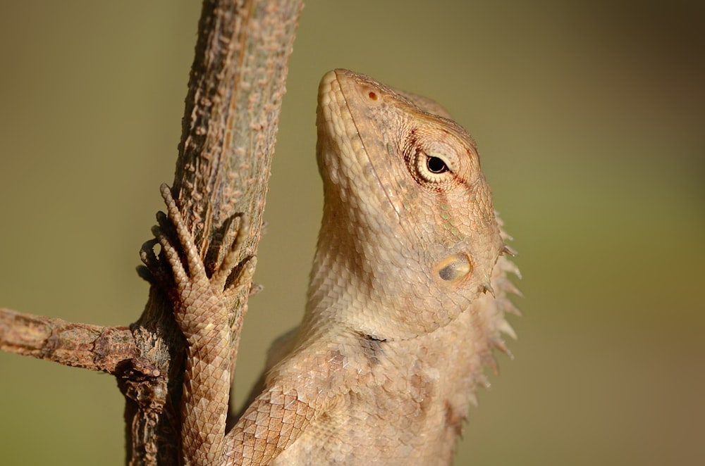 close-up photography of beige iguana