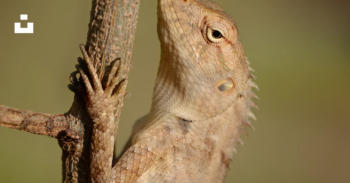 Close-up photography of beige iguana photo – Free India Image on Unsplash