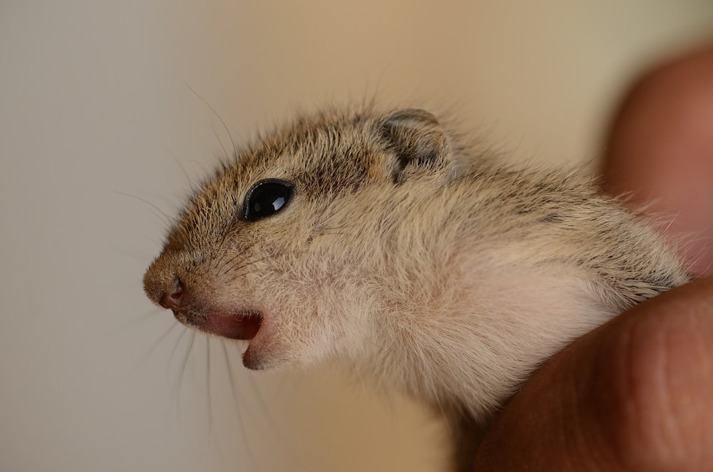 brown chipmunk