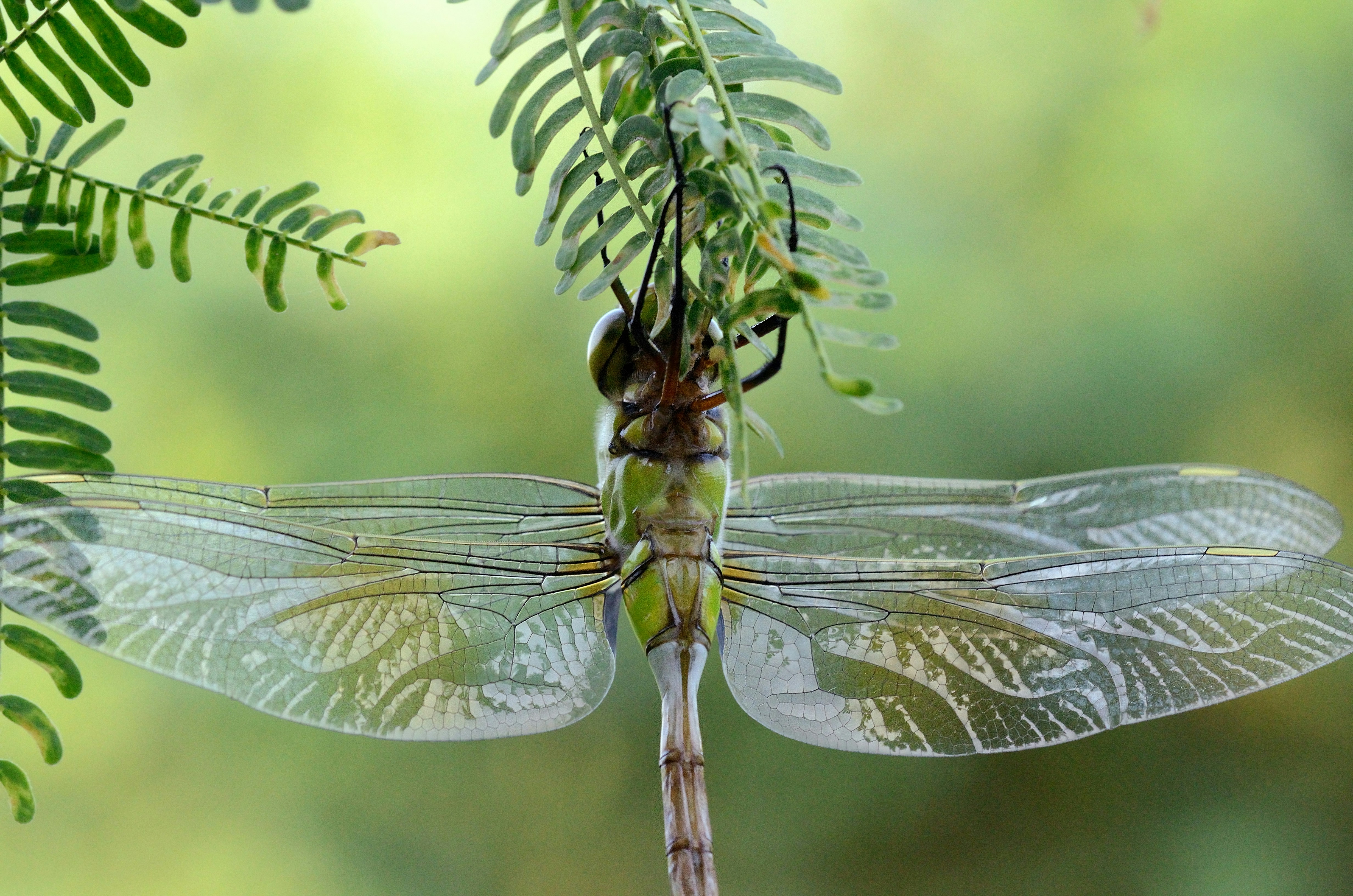 green dragonfly perching under leaf