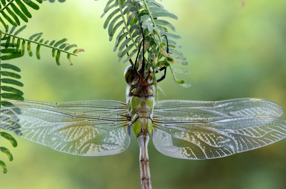 green dragonfly perching under leaf
