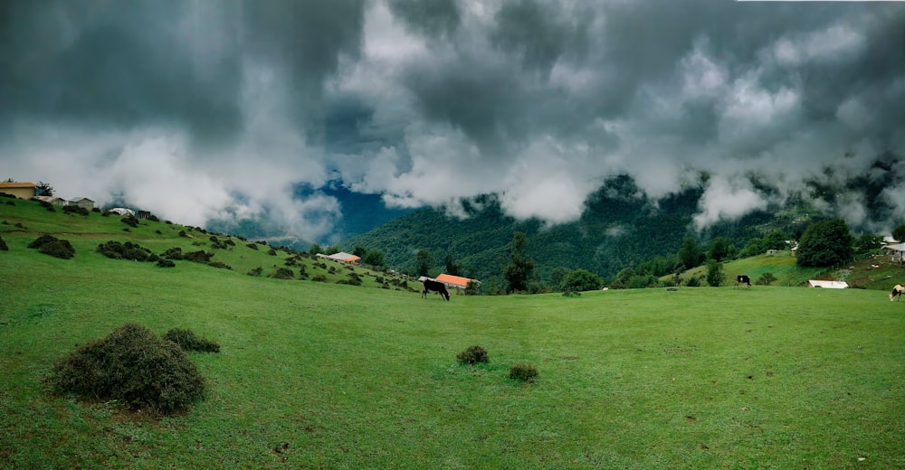 green grass field