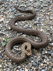 gray snake n gravel