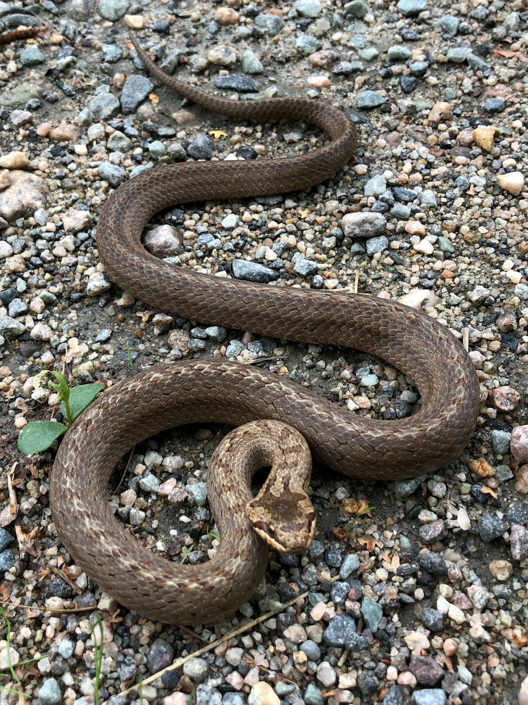  gray snake n gravel snake