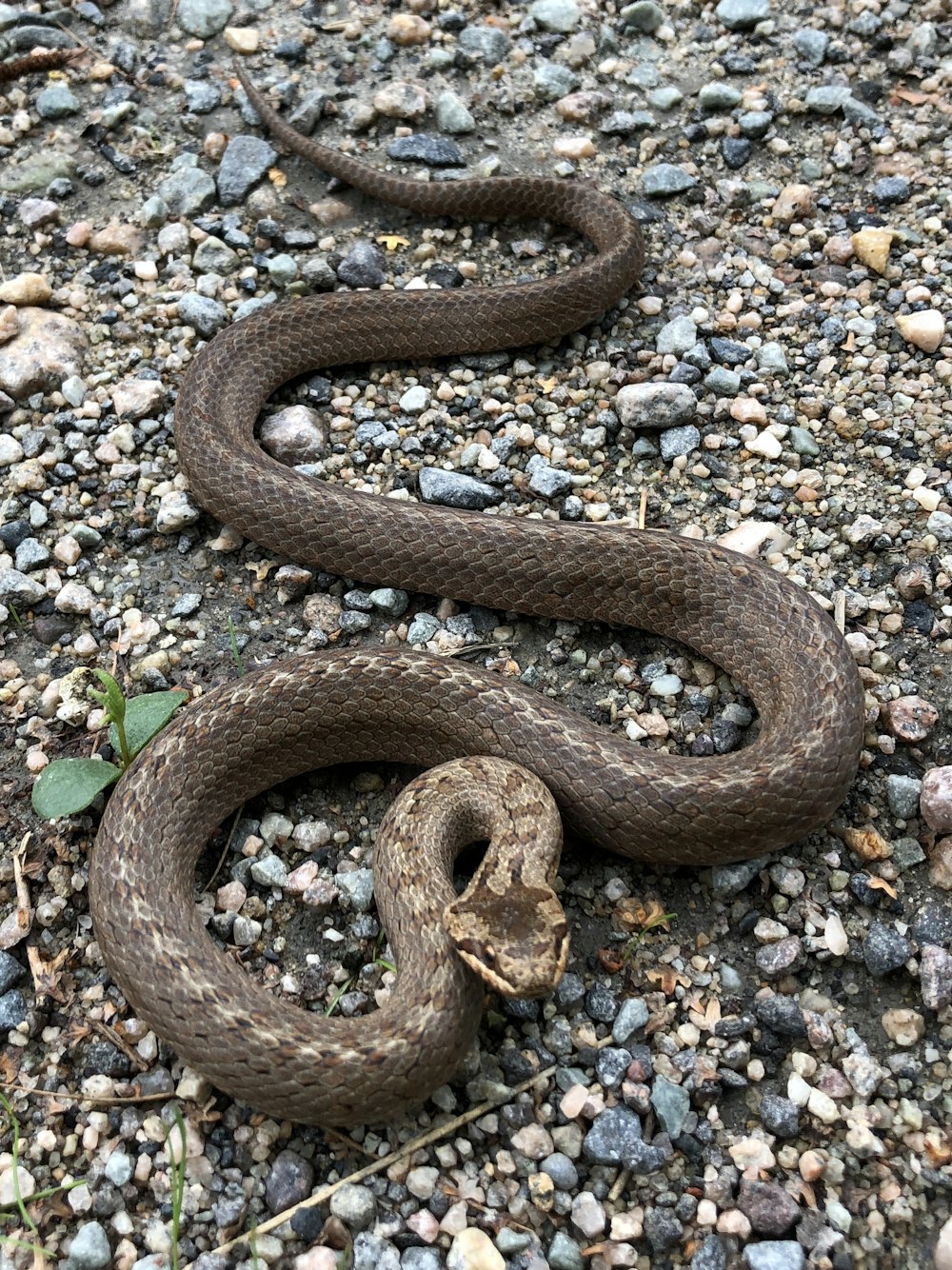 gray snake n gravel