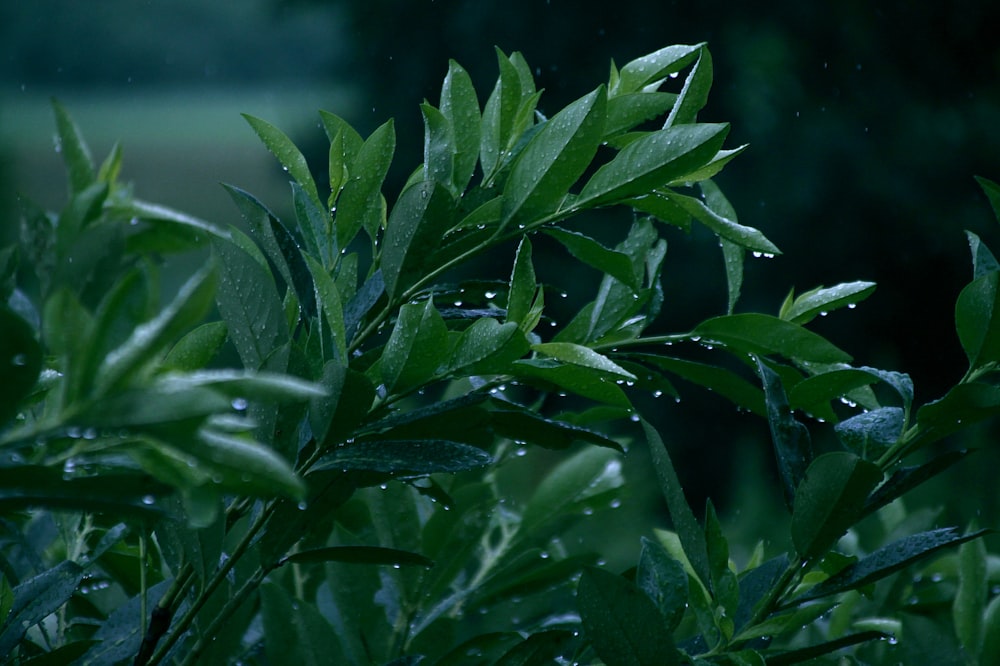 green-leafed plant