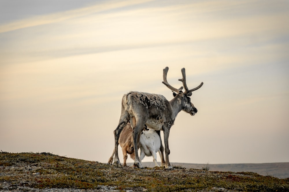 deer on hill