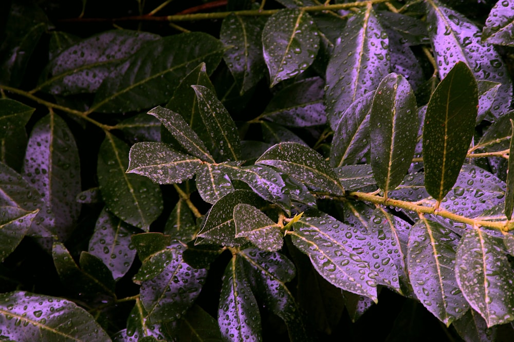 green leafed plant